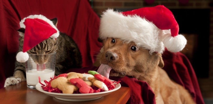 Cat and dog santa cookies 2 featured shutterstock 75208735