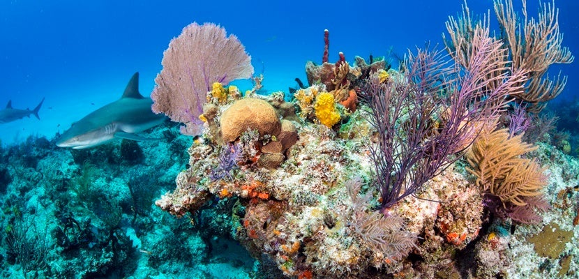 Caribbean sharks inside the corals