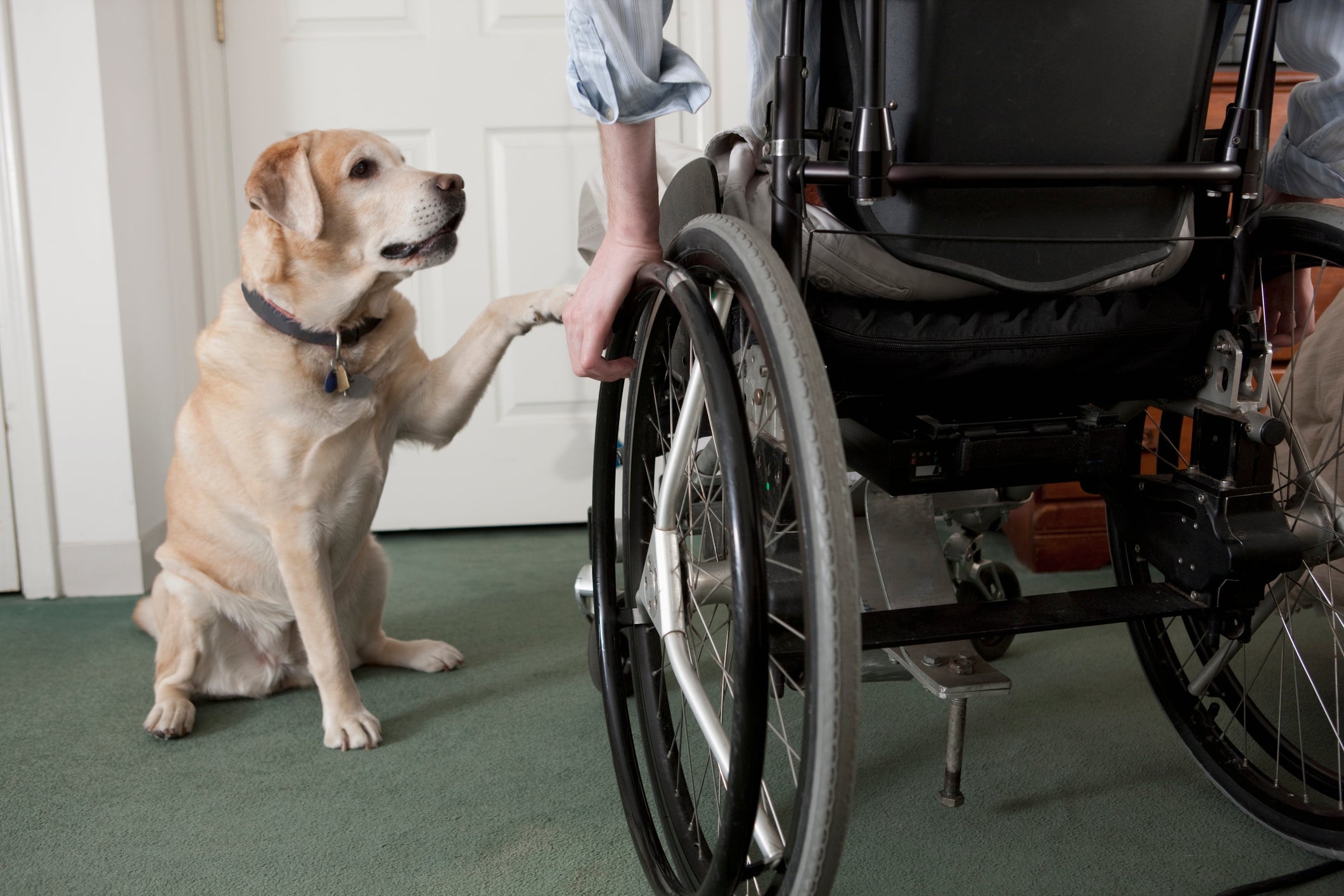 Service dog with a man in a wheelchair at a doorway