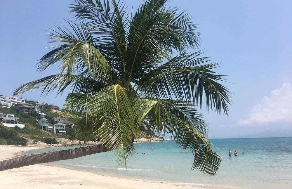 Samui Palm