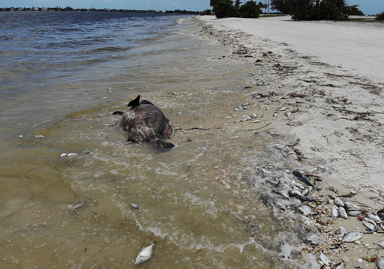 Toxic Red Tide On Florida's Southwest Coast Killing Hundreds Of Turtles And Fish