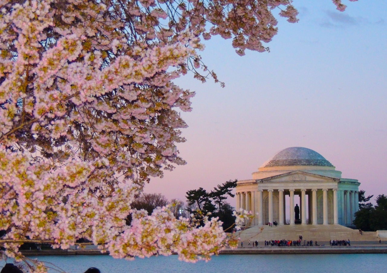 DC cherry blossoms