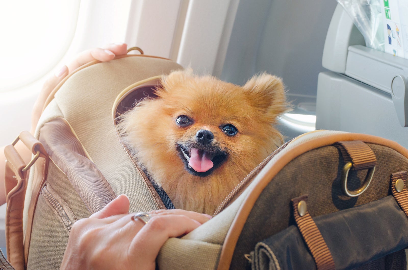 small dog pomaranian spitz in a travel bag on board of plane, selective focus