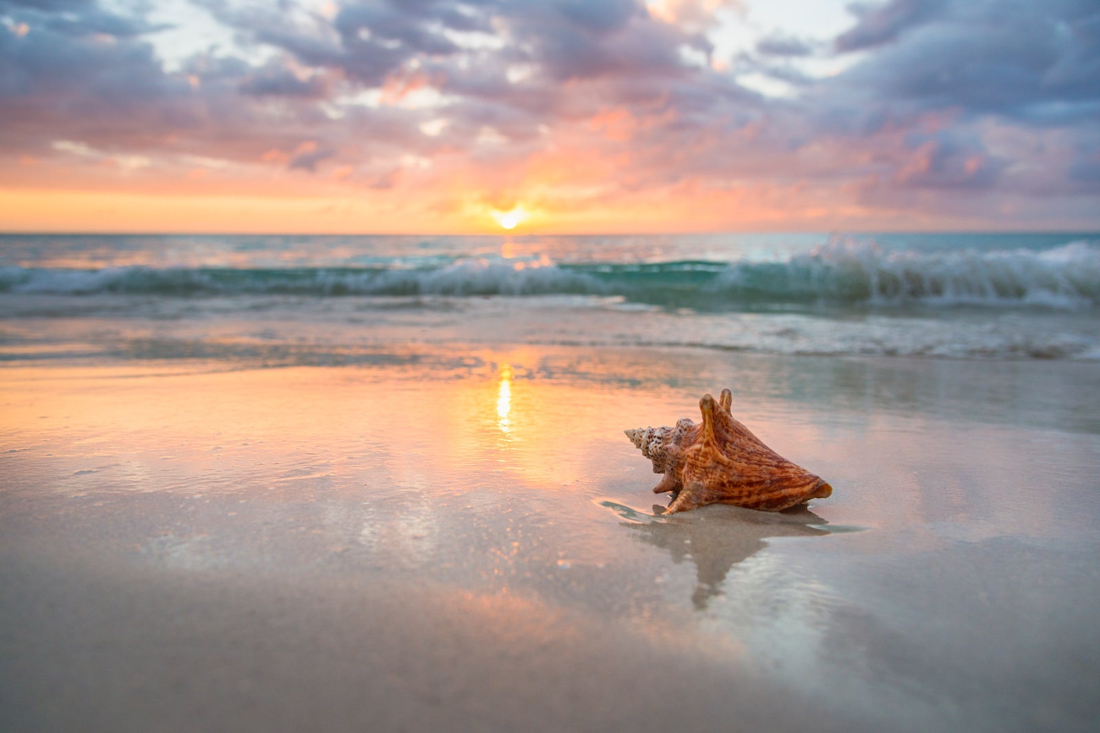 Jamaica, Conch shell on beach