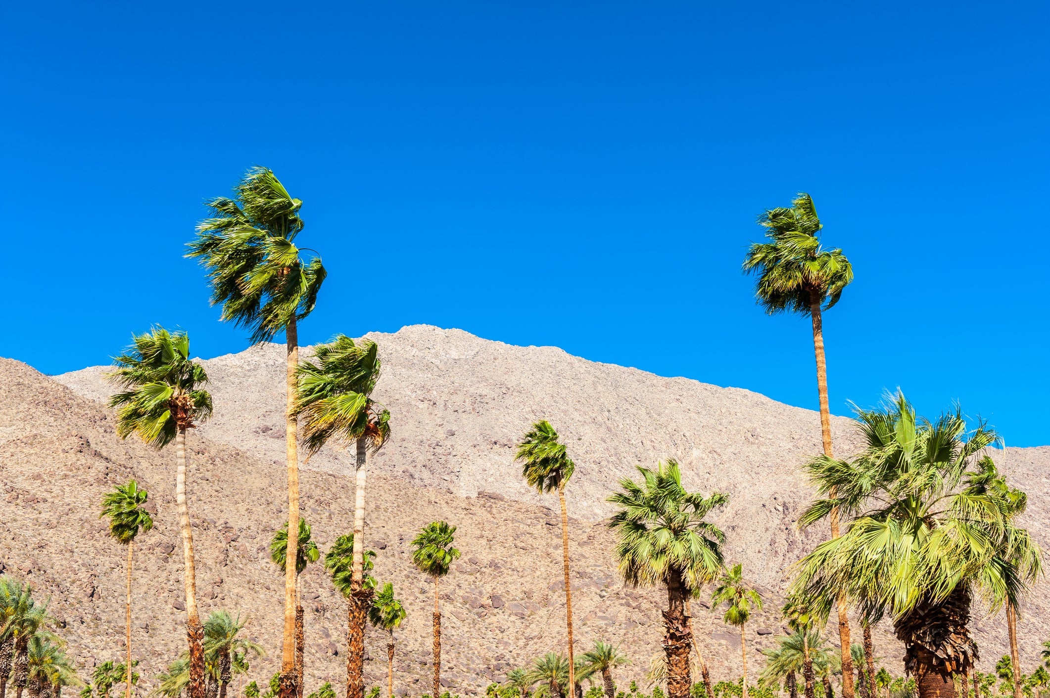 Palm Trees in Palm Springs CA