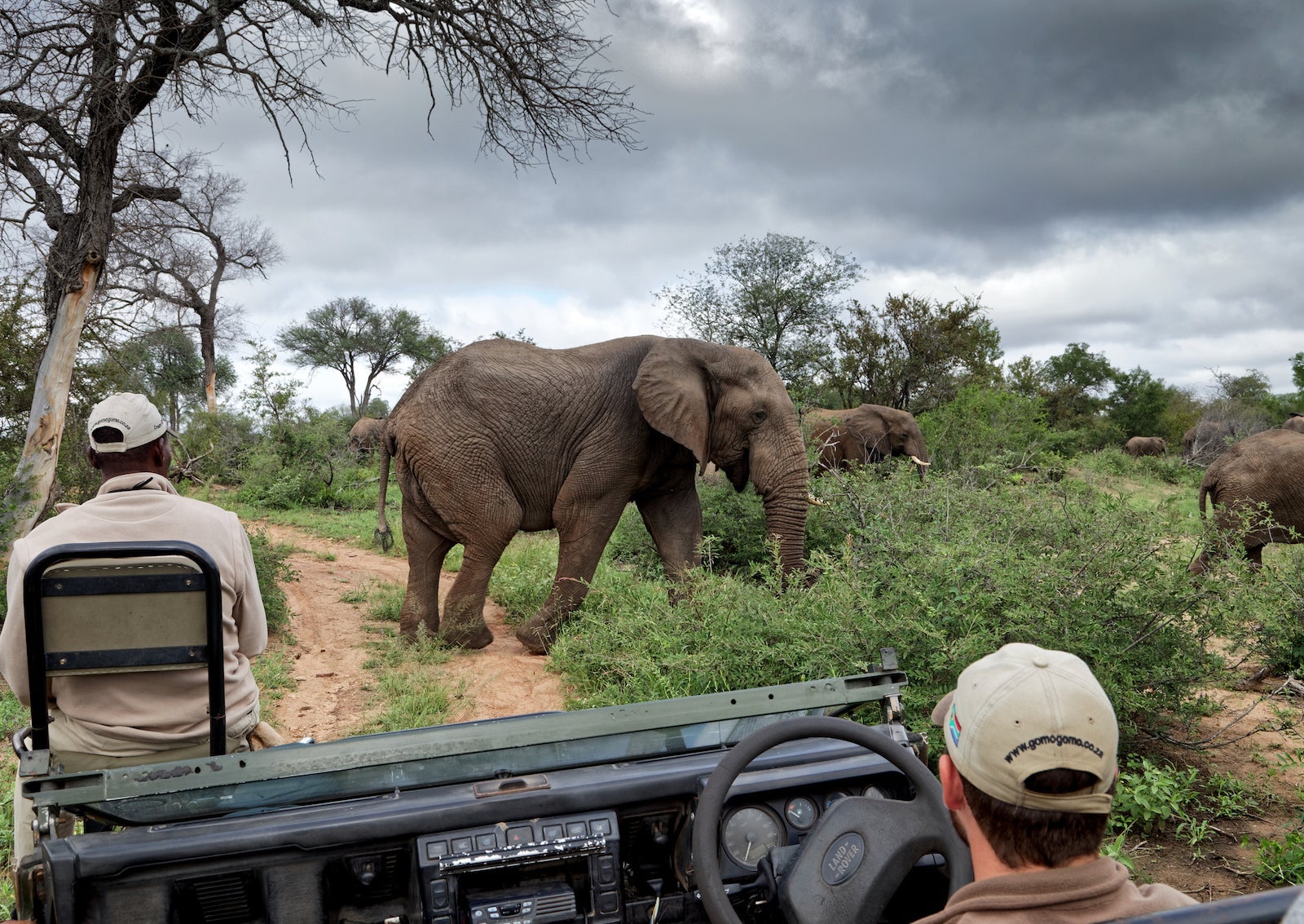 Elephant group pass in front of safari vehicle with tracker and guide, in Klaserie Reserve, Greater Kruger National Park