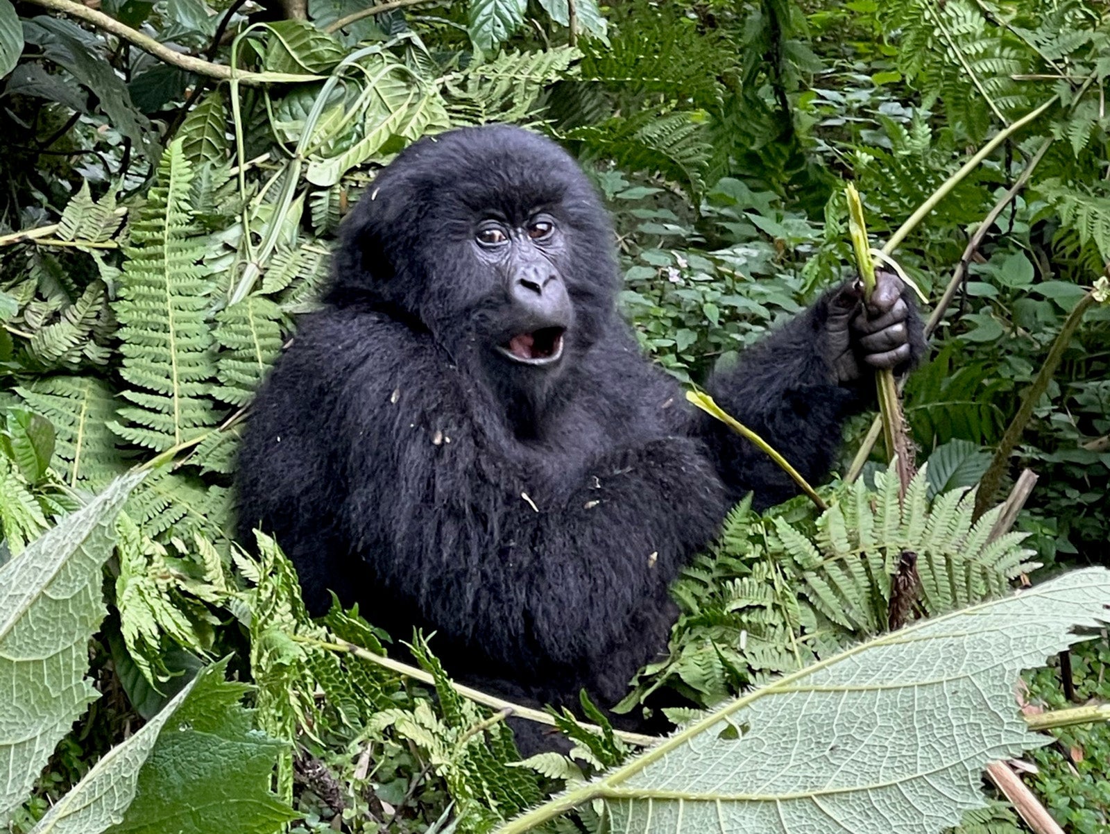 rwanda-gorilla