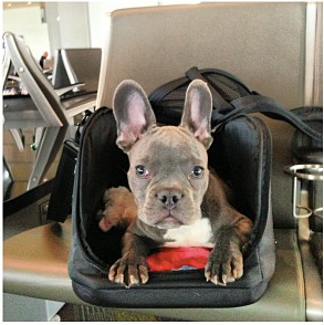 Miles travel case feat