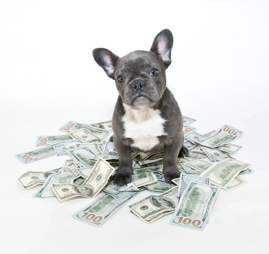 Dog and money