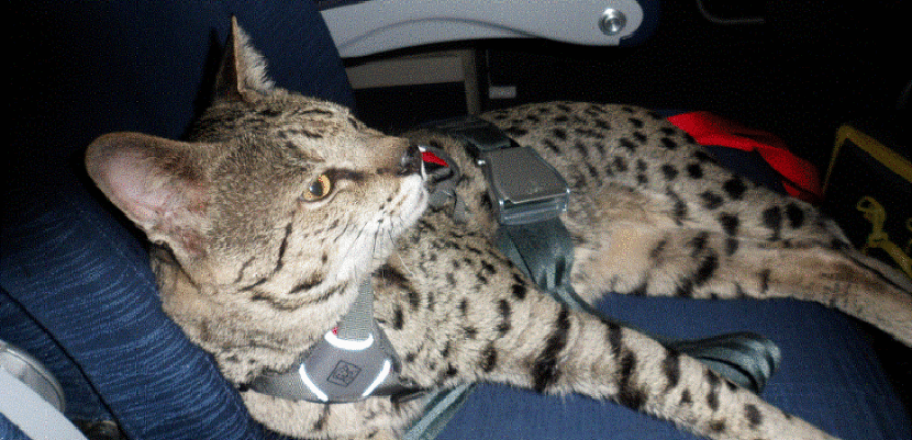 Cat-Seat-Belt-800x600