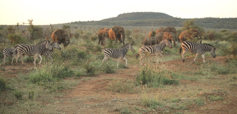 S Africa safari 2_byKelsyChauvin_481