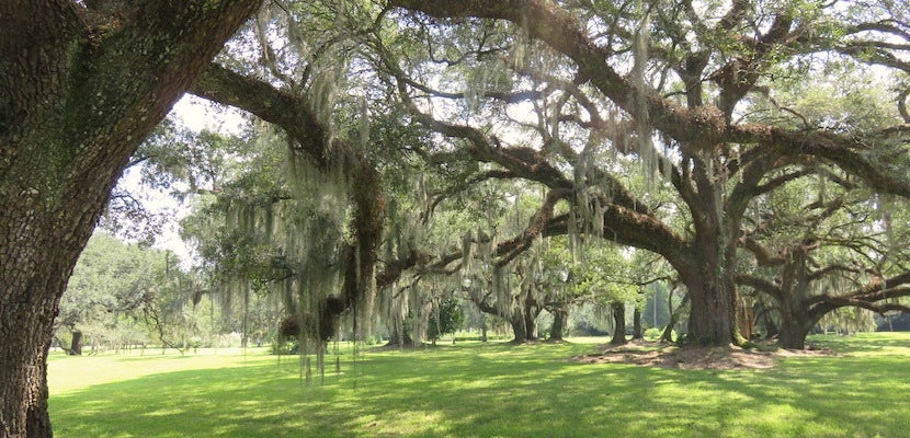 live-oaks_bykelsychauvin