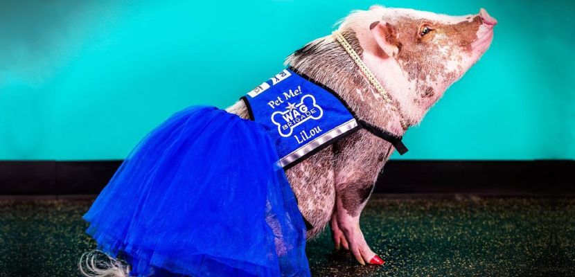 screen-shot-2016-12-06-at-3-40-13-pm