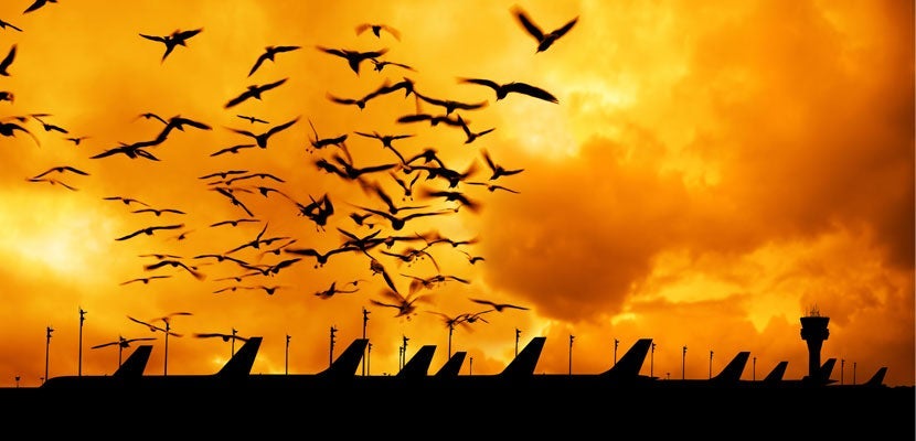 IMG-Airport-Birds-GettyImages