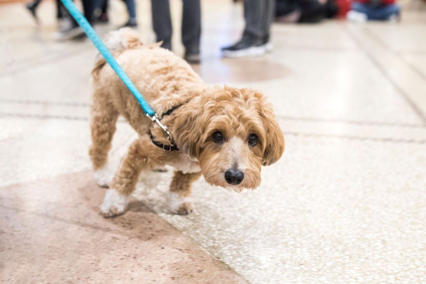 Dogs And Their Owners Check Into Their Hotels For The Westminster Dog Show.