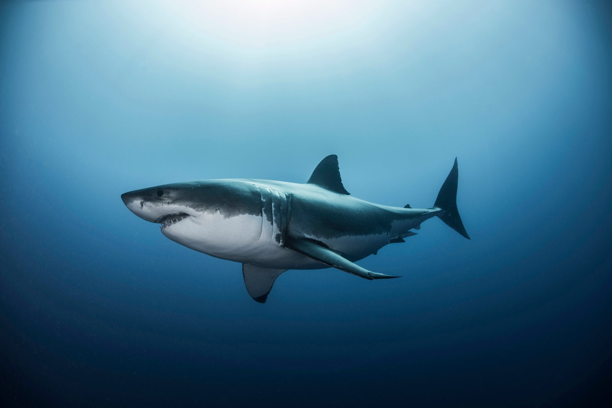 Great white shark (Carcharodon carcharias) swimming in Pacific ocean water of Guadalupe Island, Mexico