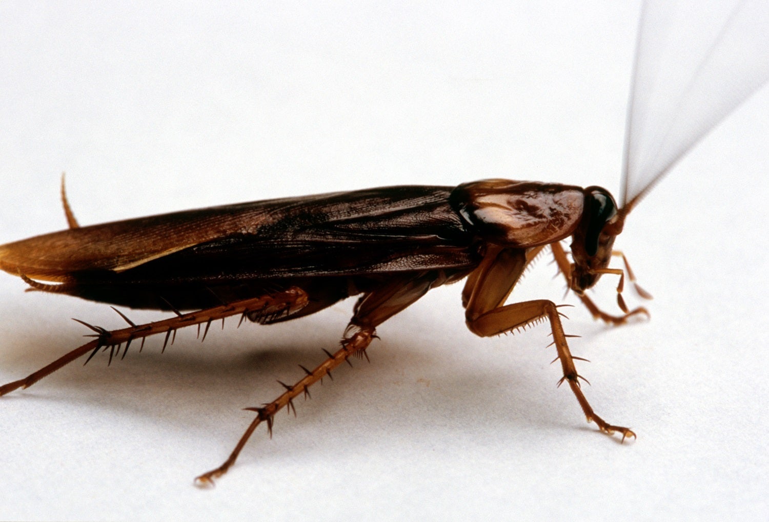 Large Cockroach On A White Surface.