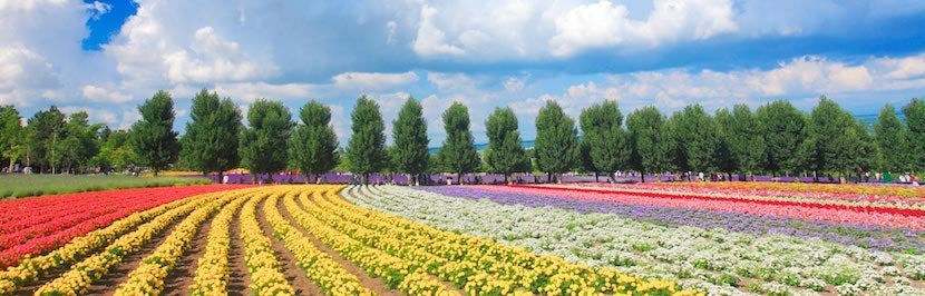 Poplar-Namiki-tree-lined