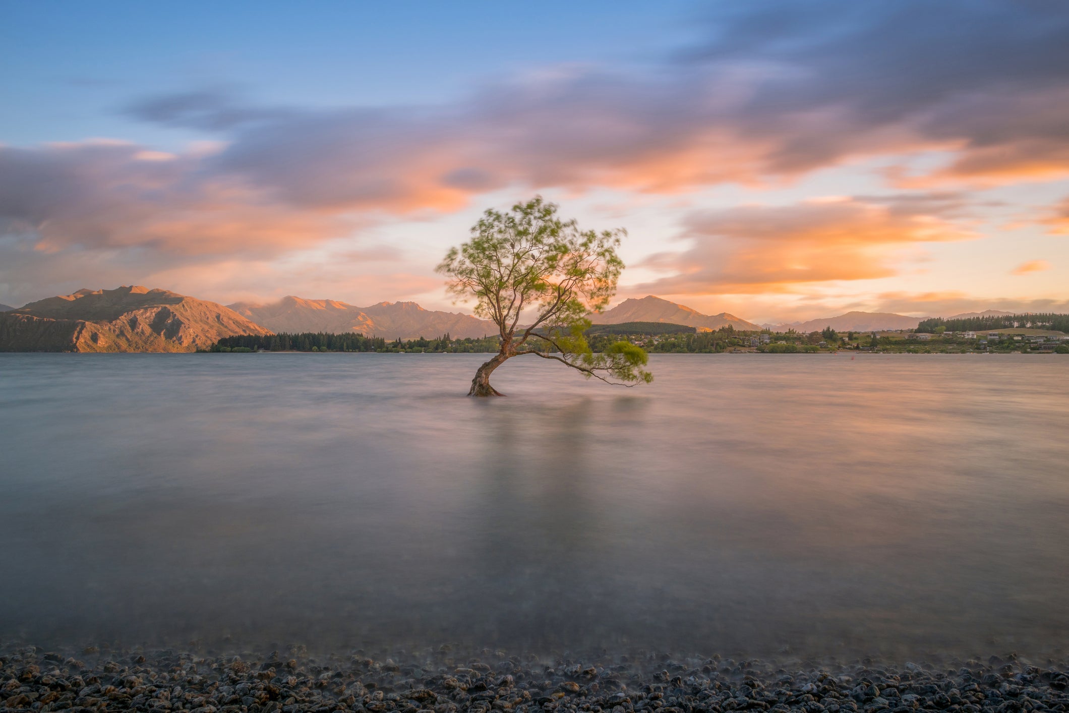Lone tree is in Lake Wanaka at sunrise, New zealand.