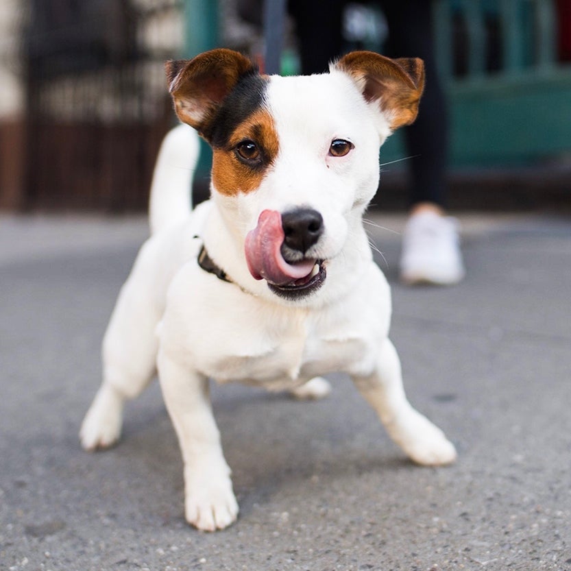 the-dogist-dog-interview-credit-The-dogist-1
