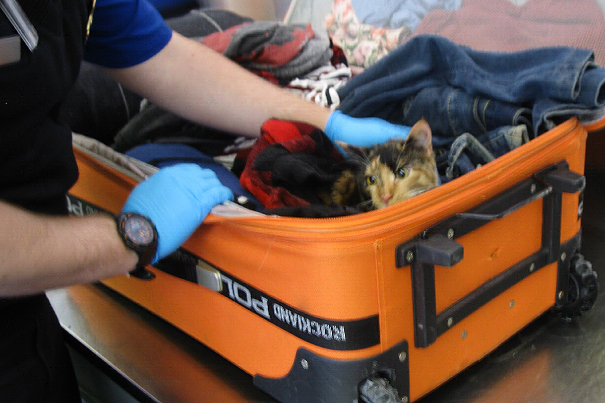 Screen Shot 2018-01-11 at 3.55.08 PM