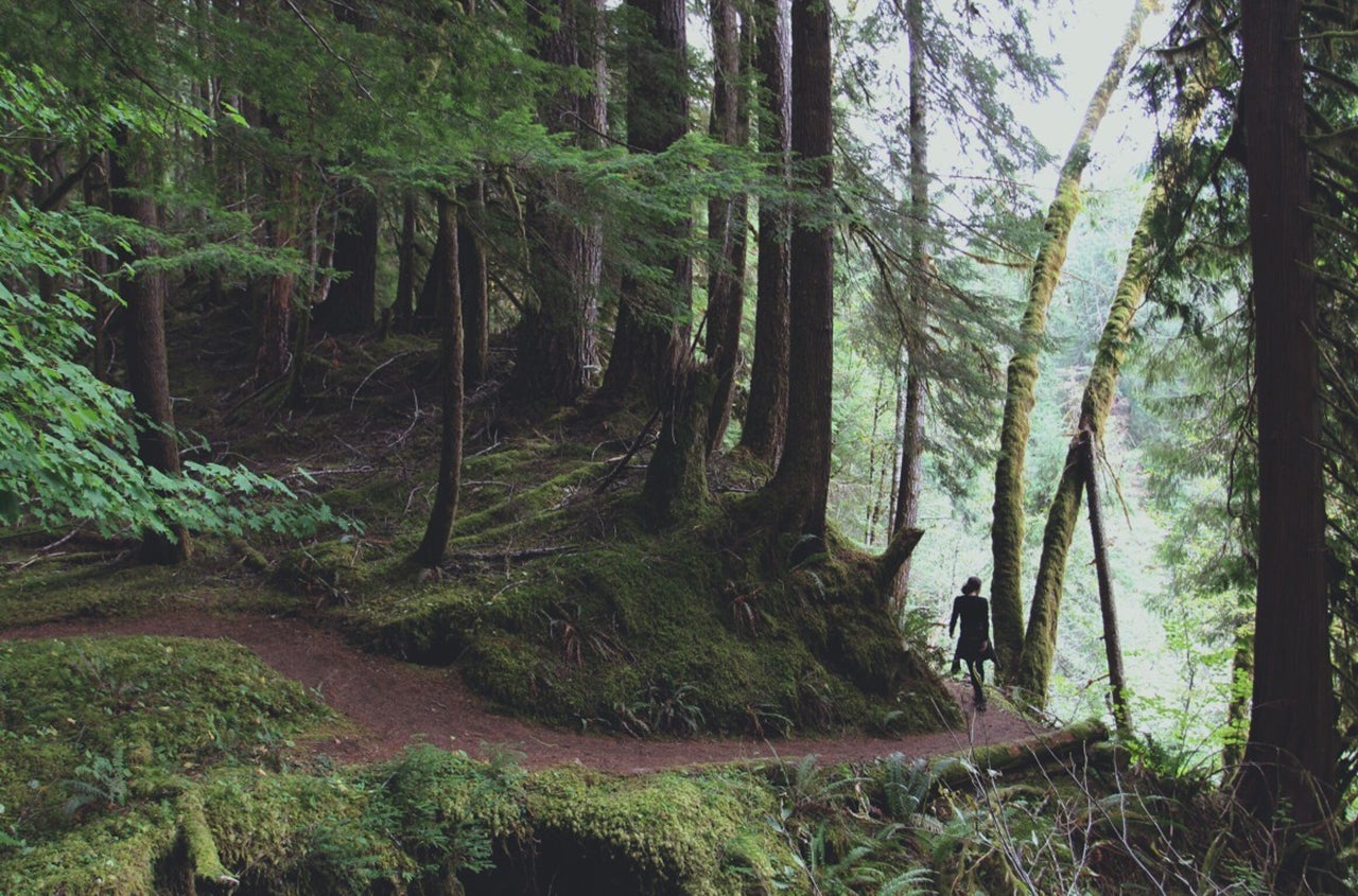 A walk amongst the 800 year old Douglas Fir and Sitka Spruce of Olympic National Park