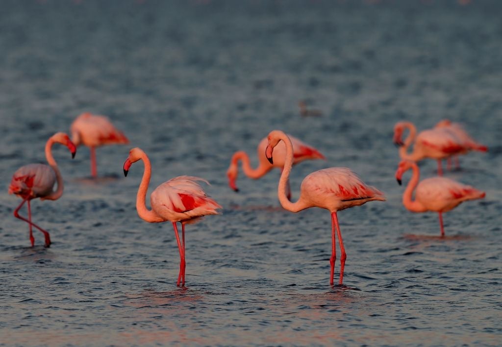 Sunset in the Gediz Delta