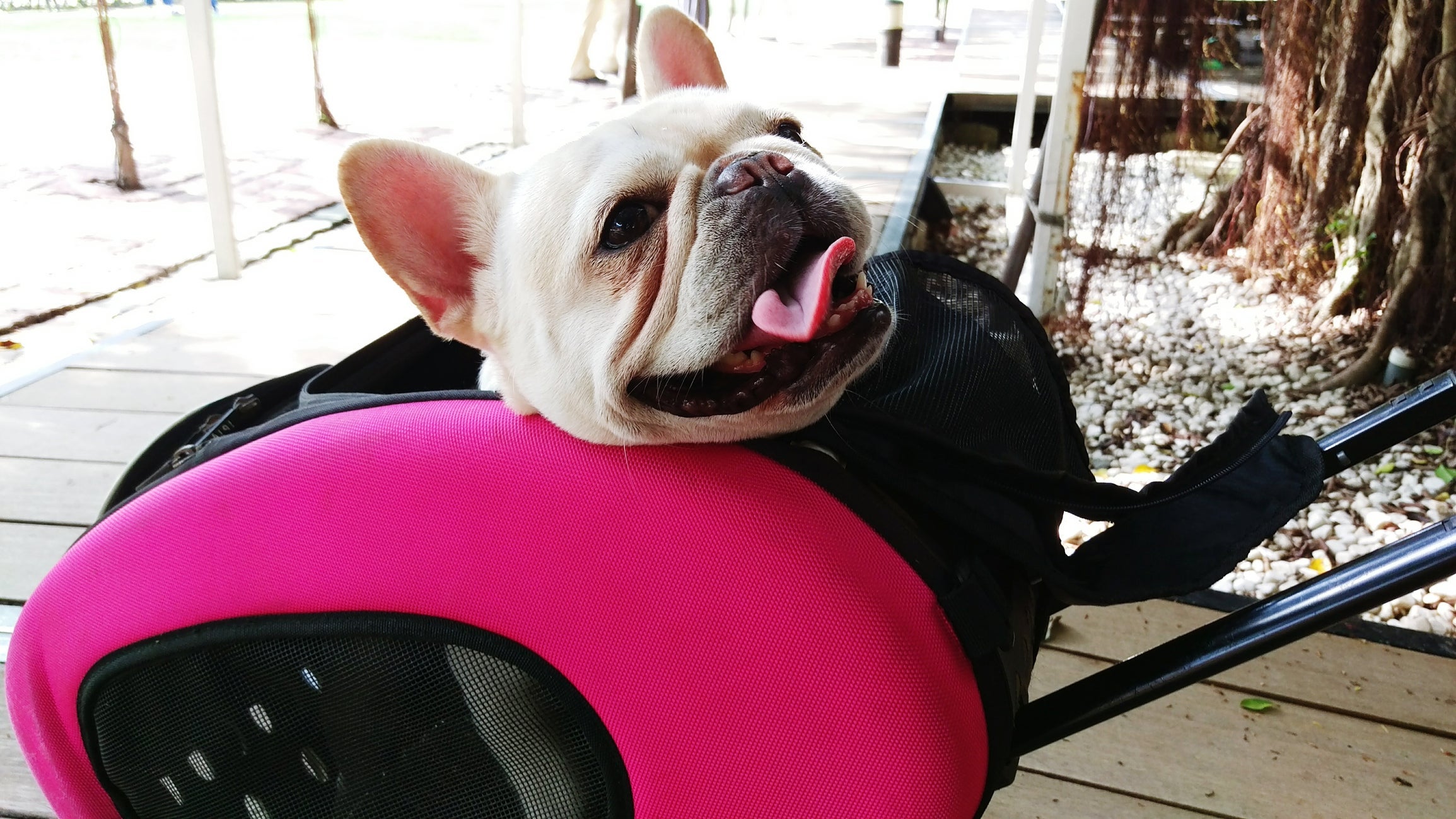 French Bulldog In Pet Carrier