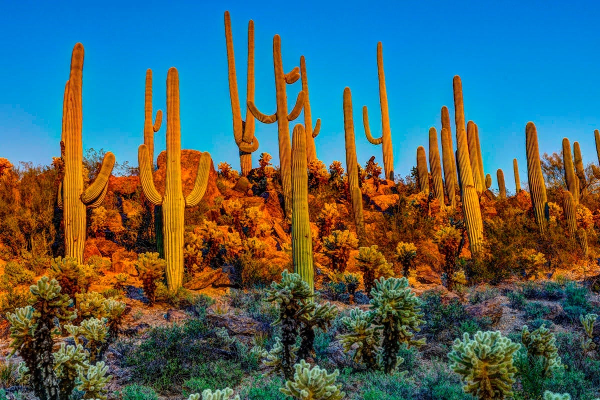 Saguaros at dusk