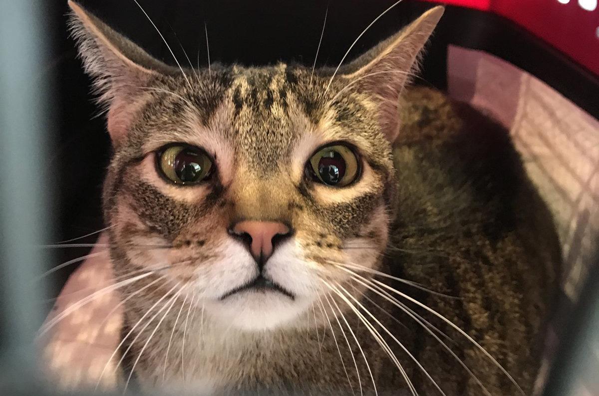 Pepper the Cat JFK escapee