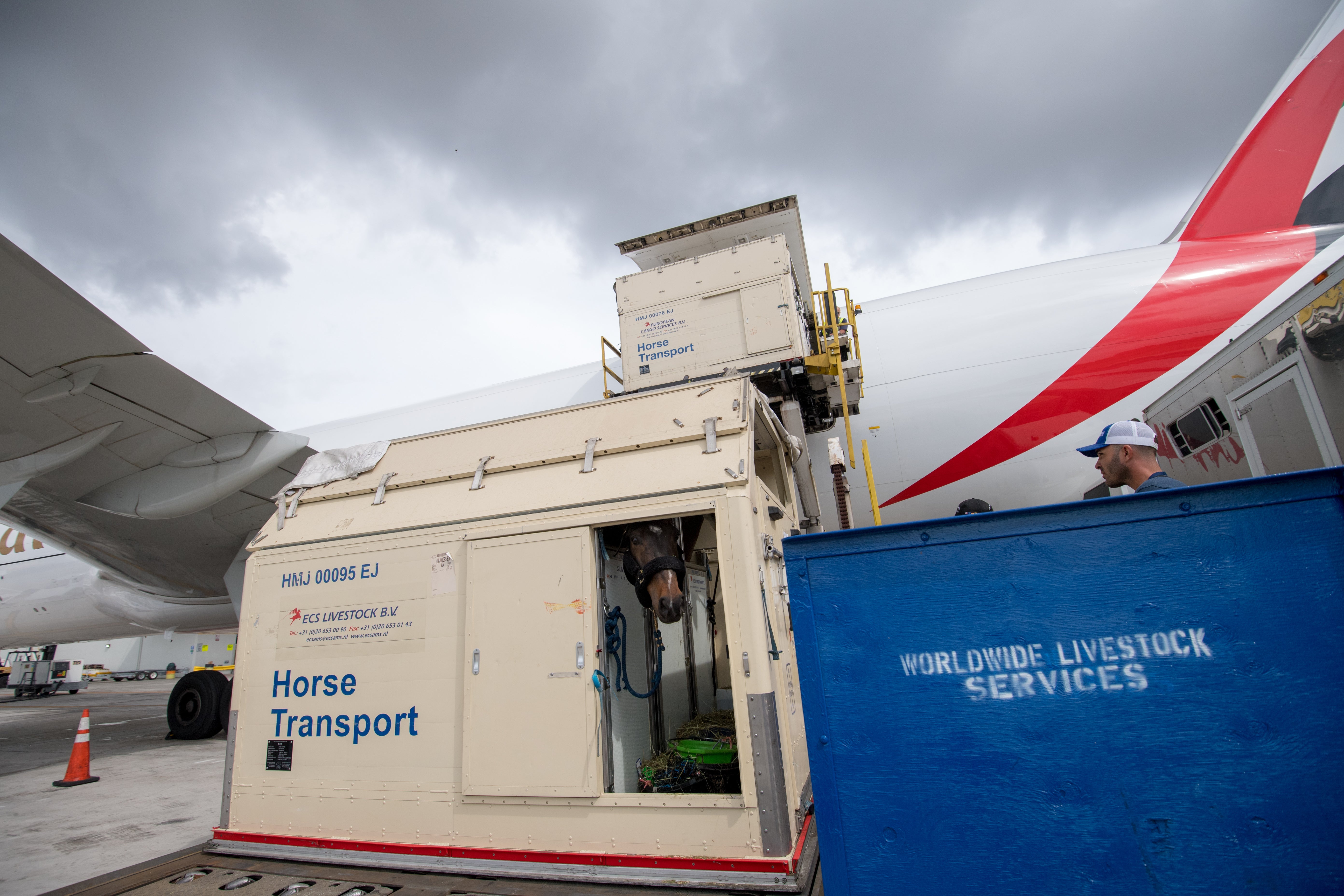 Horse transport