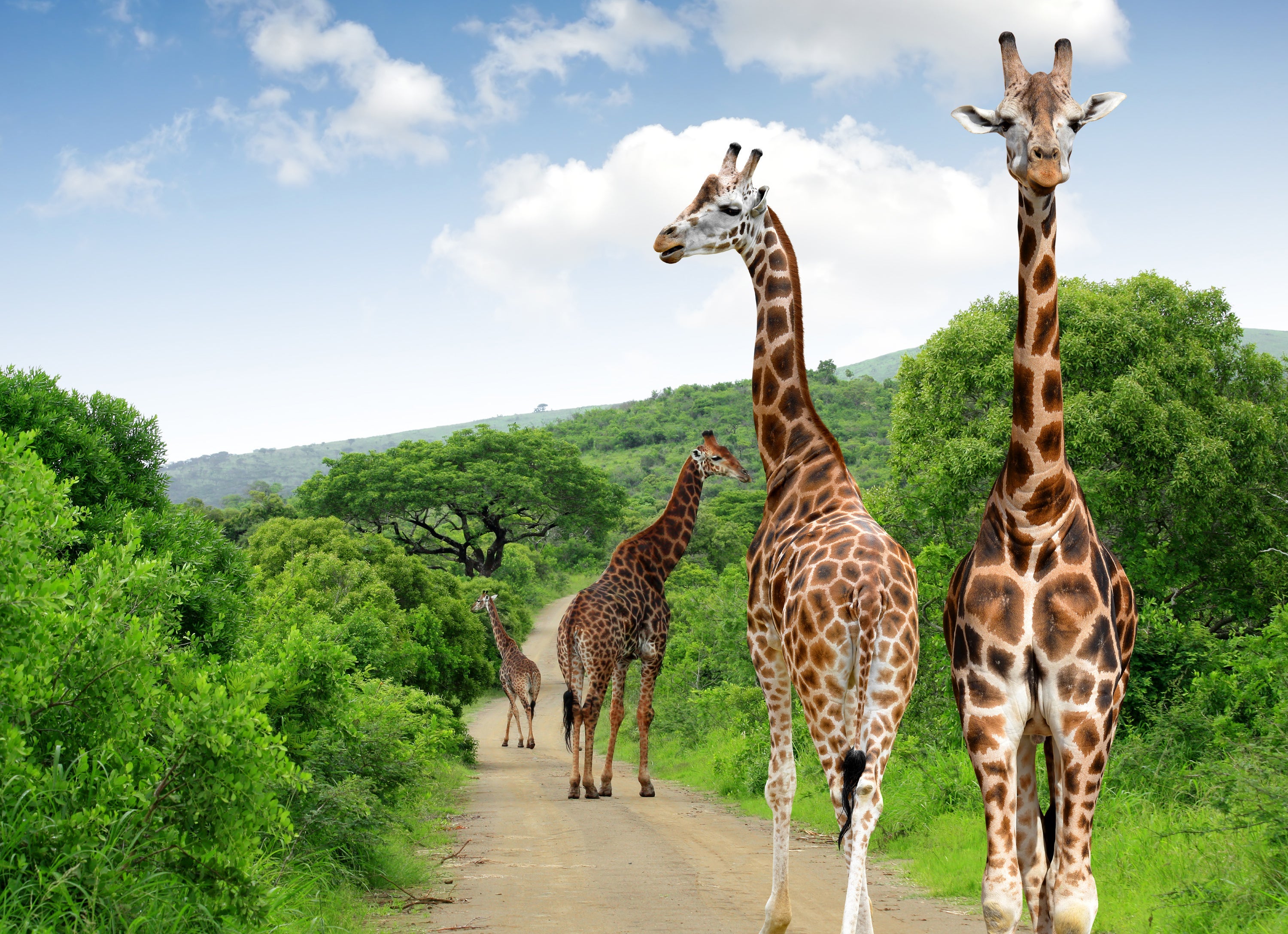 Giraffes