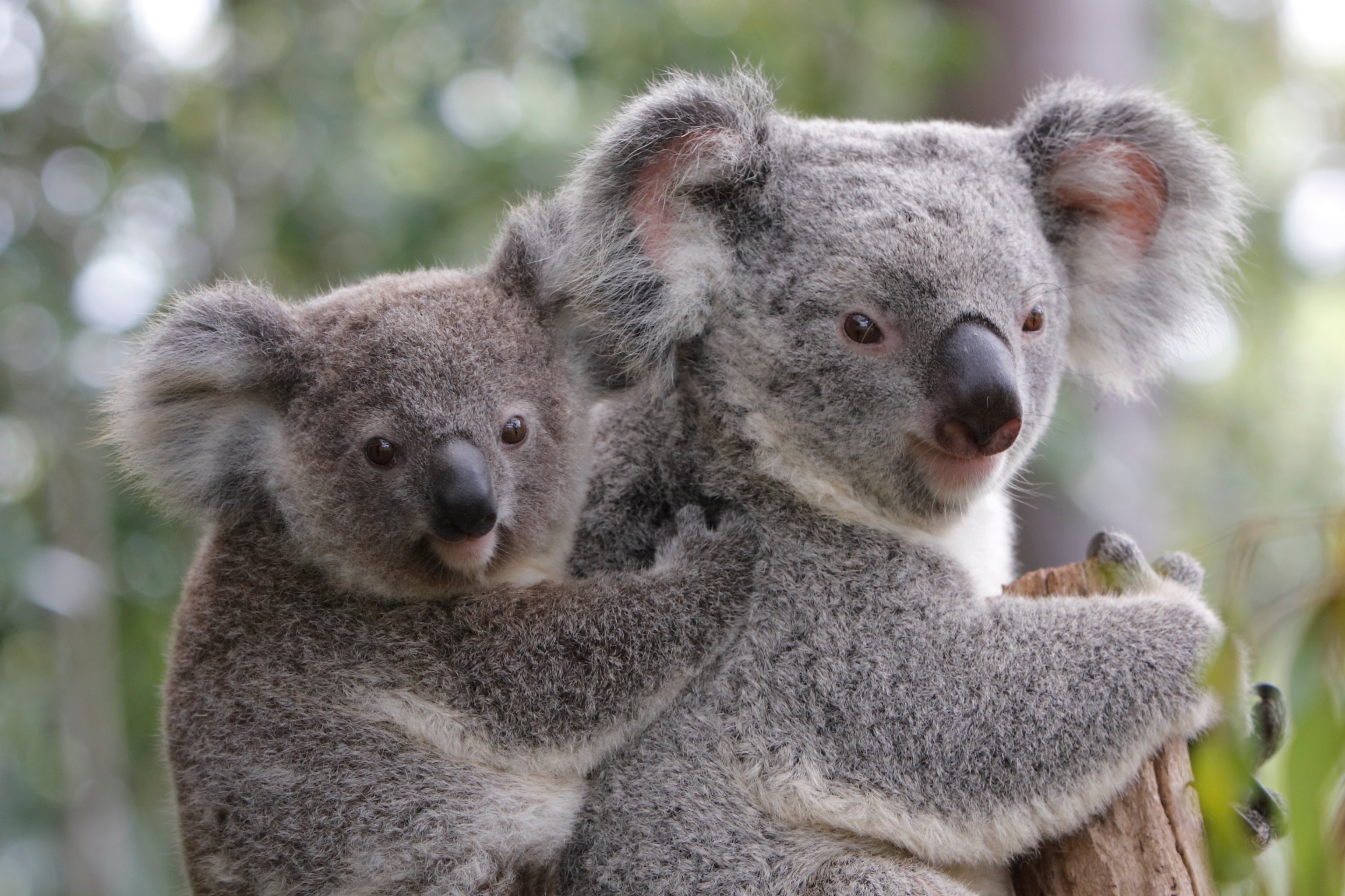 Koala and Joey