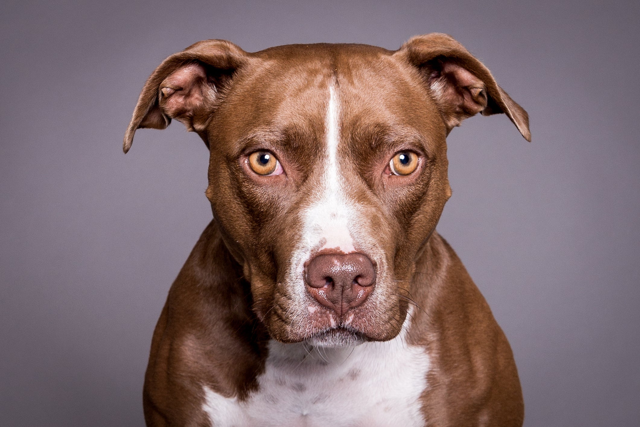 Headshot Of Pit Bull Looking At Camera