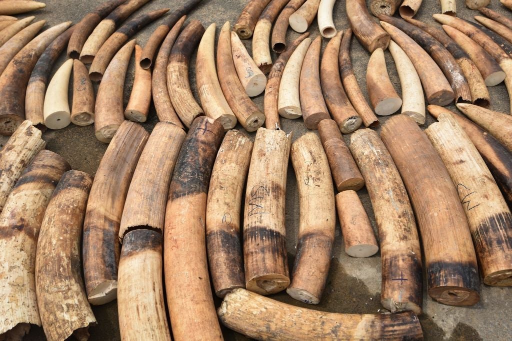 ICOAST-CONSERVATION-TRAFFICKING-ANIMALS-WILDLIFE-IVORY-CRIME-SEI