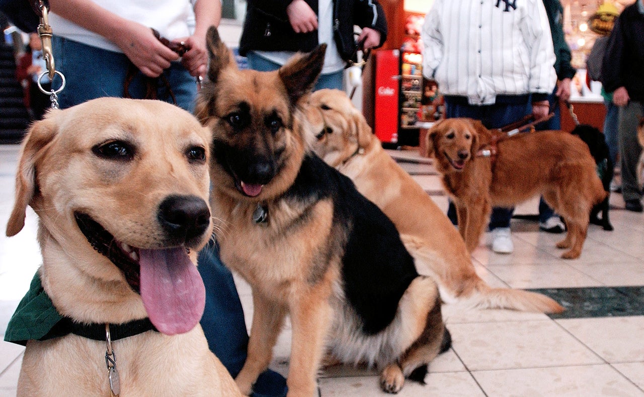 Student Guide Dogs Take Tour Of Newark Liberty Airport
