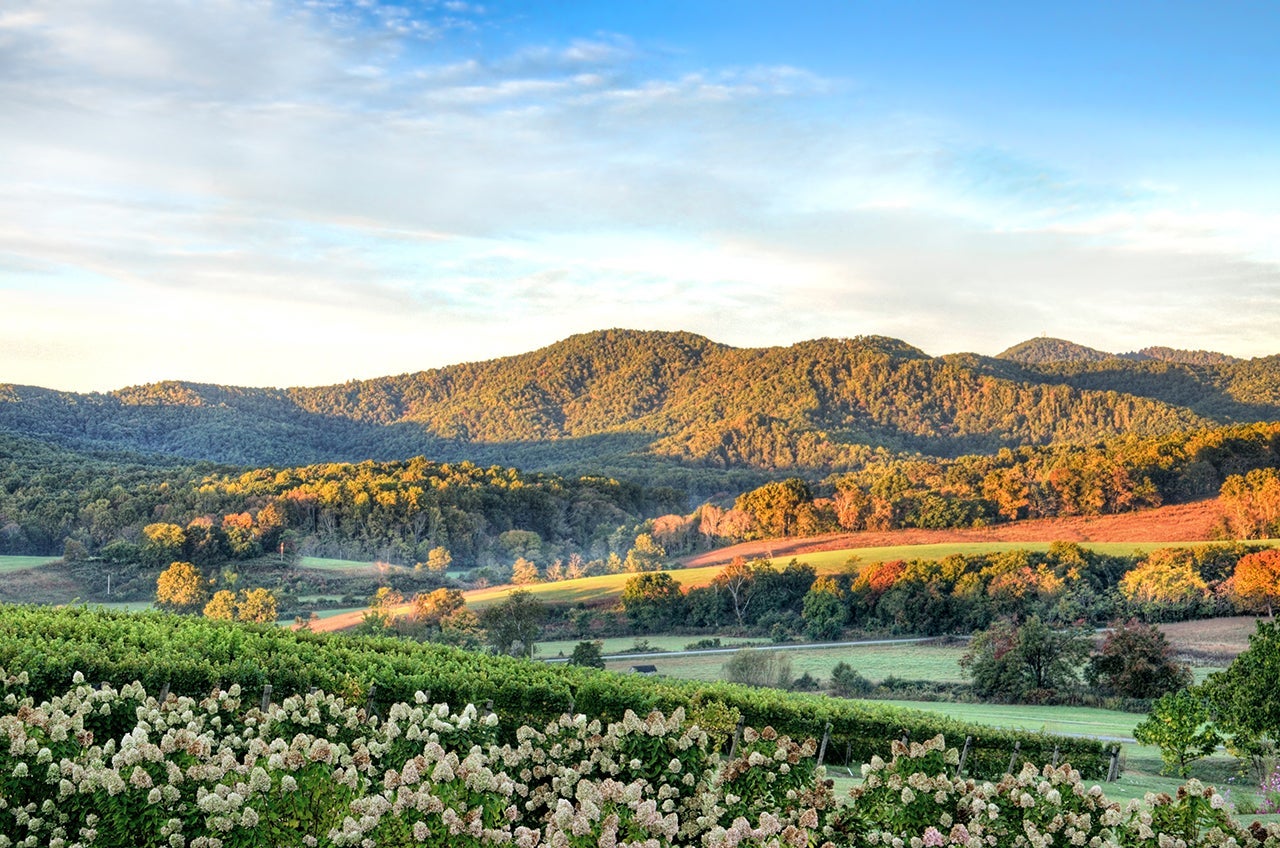 Vineyard hills and flowers during sunset in Virginia