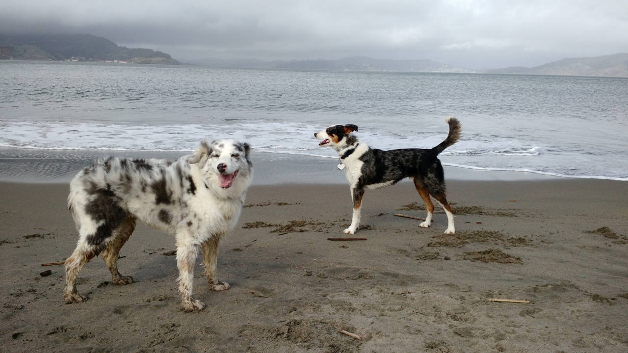 Dogs on Beach
