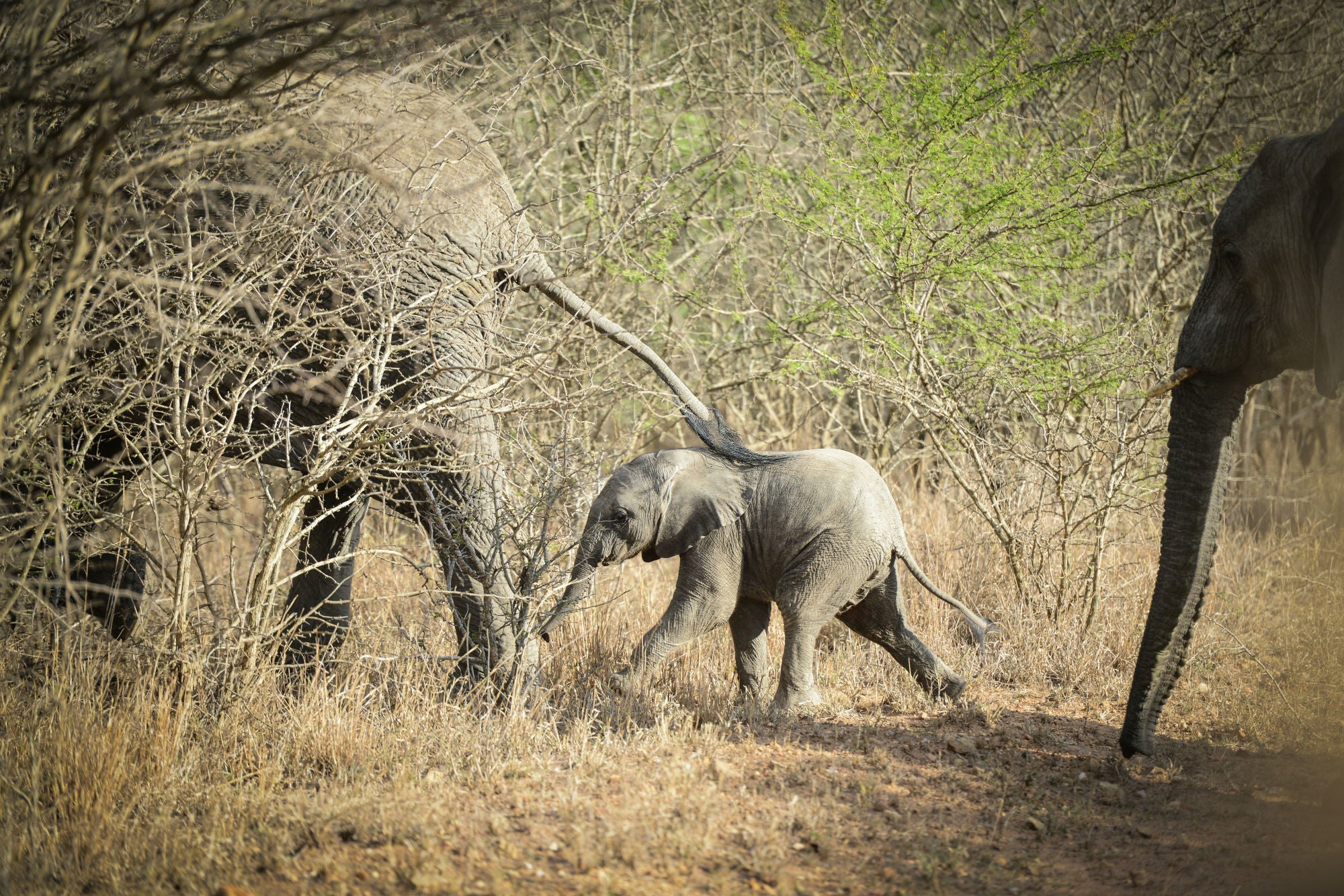 Elephants on Vuyani Safari