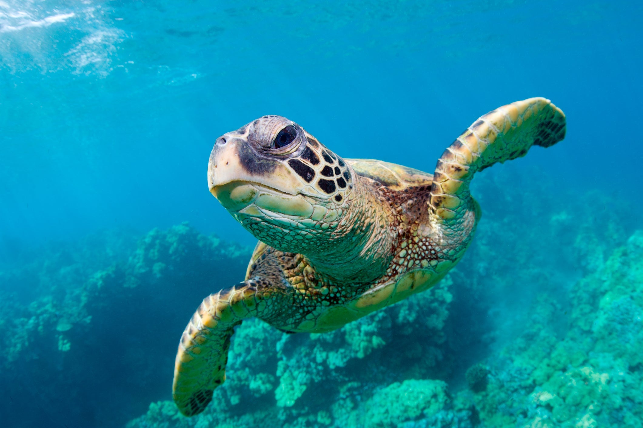 Sea turtle, Hawaii