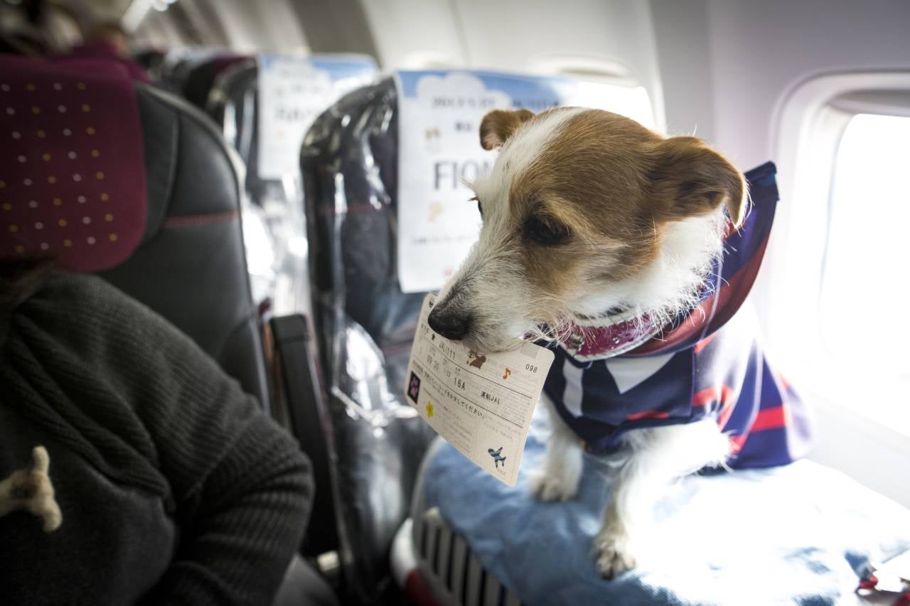 Dogs and their owners allowed to sit together on flight