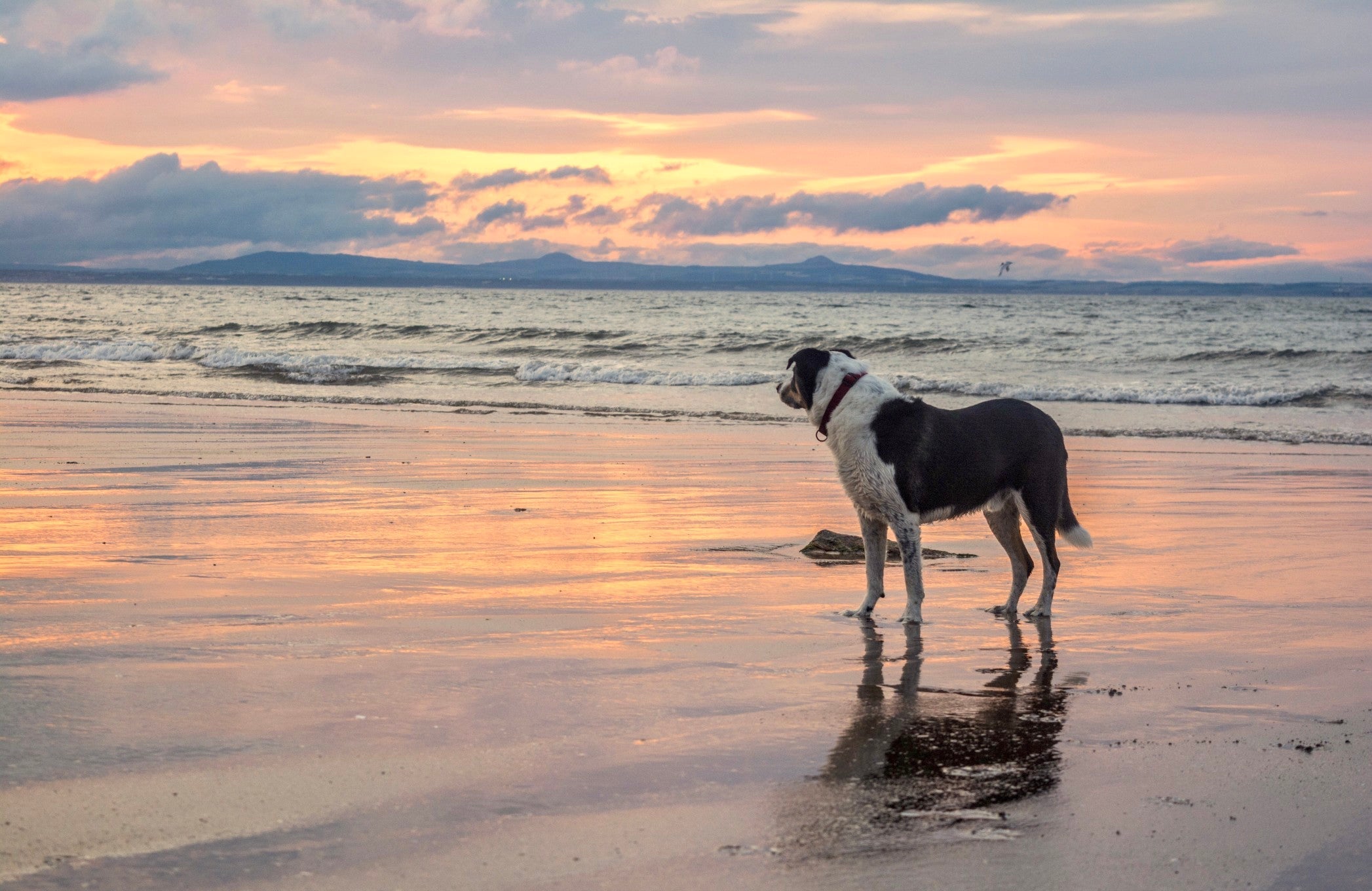 dog-standing-on-the-beach-looking-out-to-the-sunset-with-an-orange-sky-and-reflections-on-the-sand_t20_bAGGgV