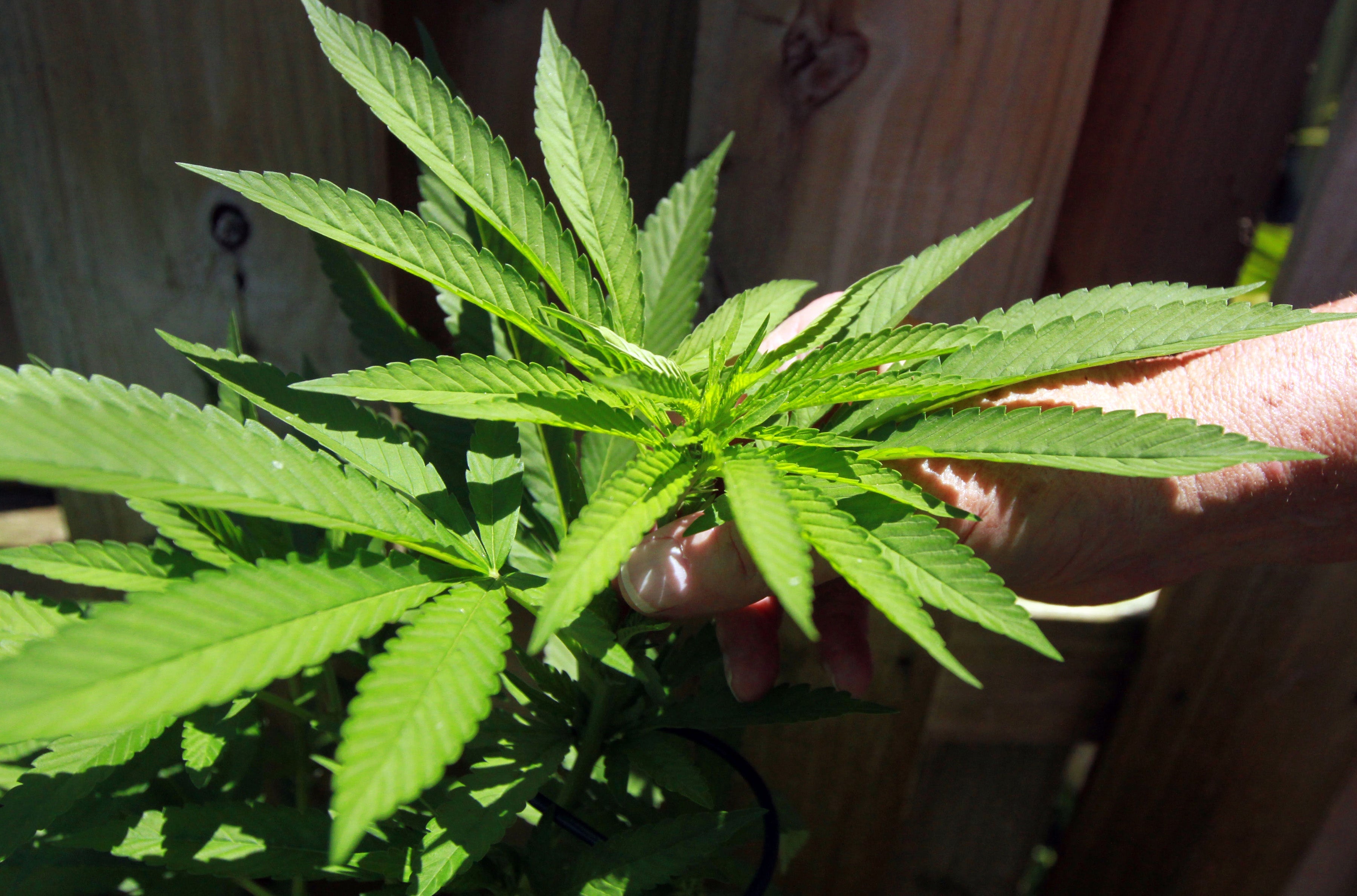 Marijuana use by senior citizens