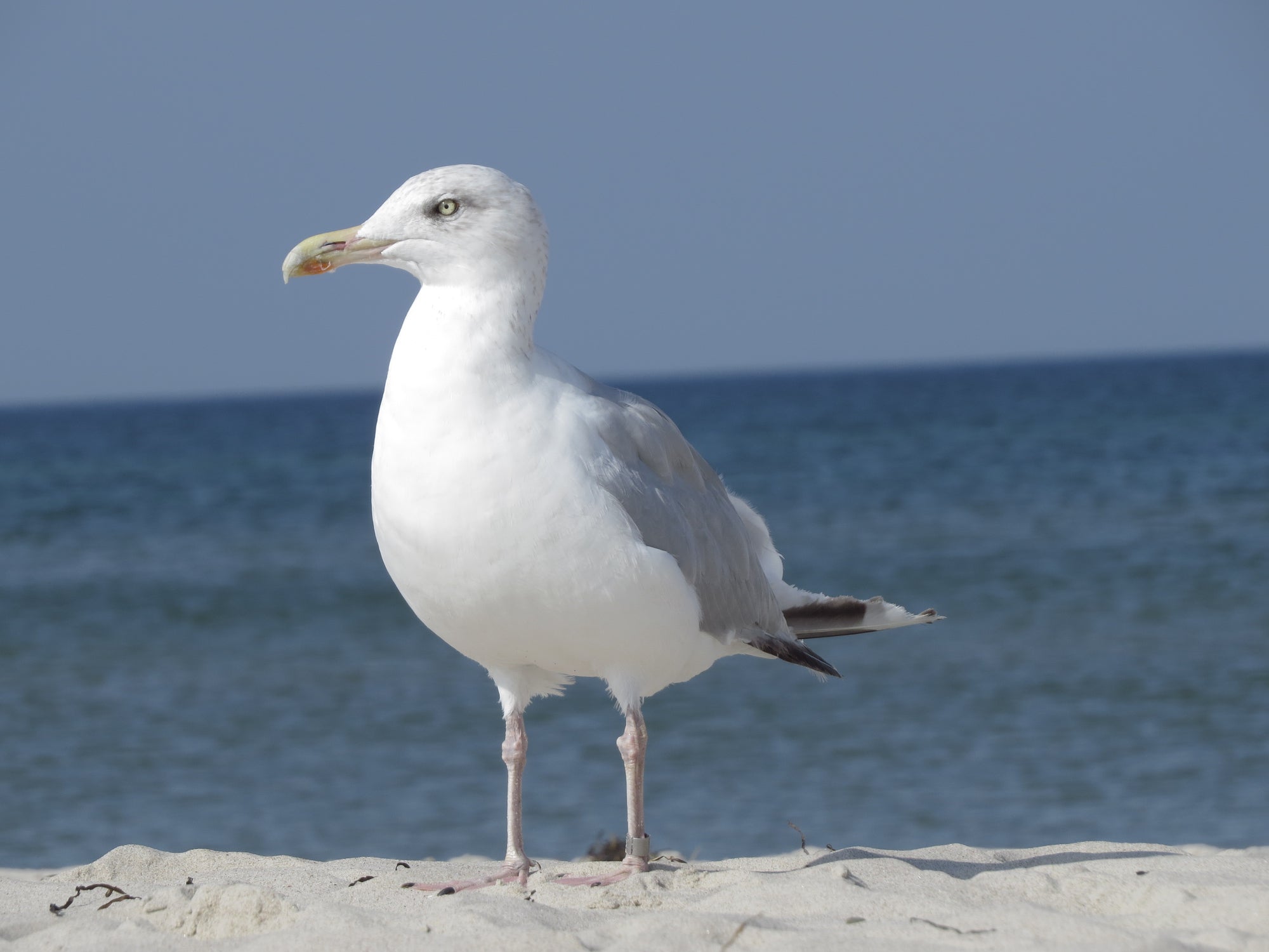 Close-Up Of Seagull On Beach