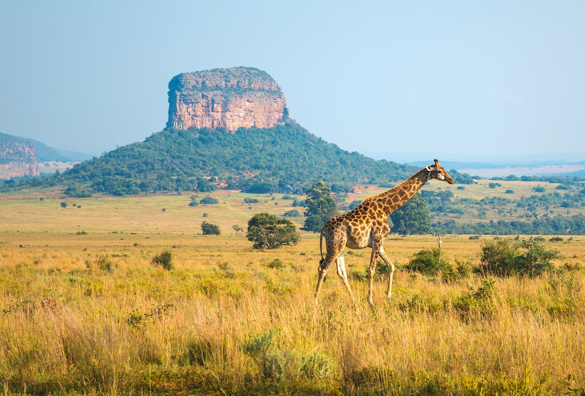 Giraffe Landscape in South Africa