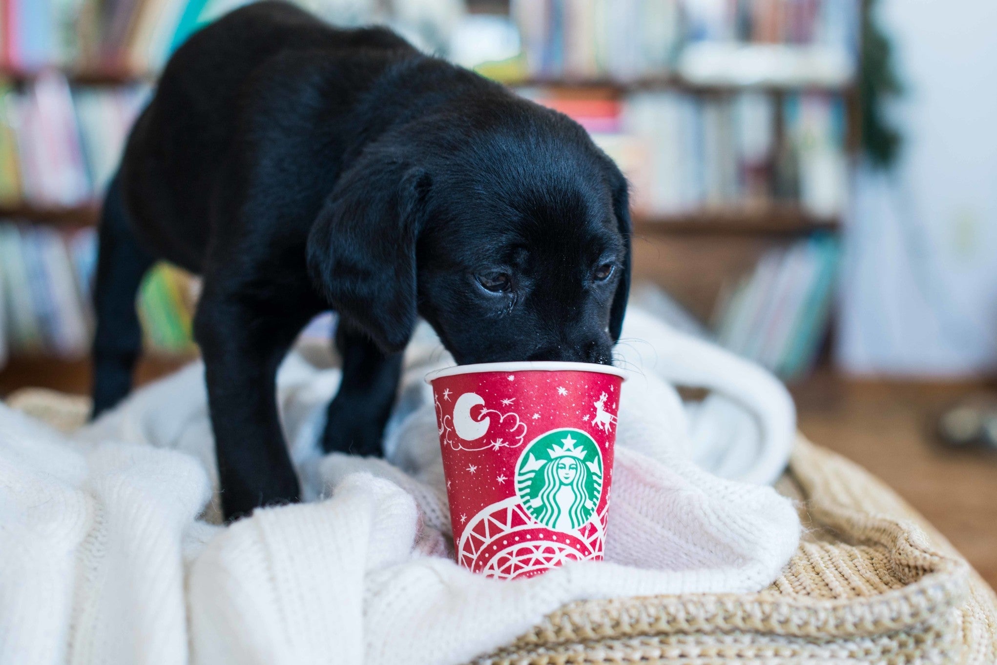 whipped-cream-christmas-puppy-coffee-latte-eating-drinking-labrador-retriever-starbucks-black-lab_t20_AeK69K