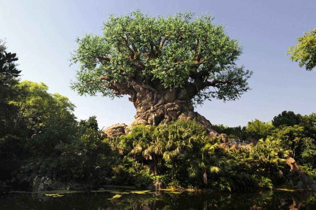 Disney Animal Kingdom