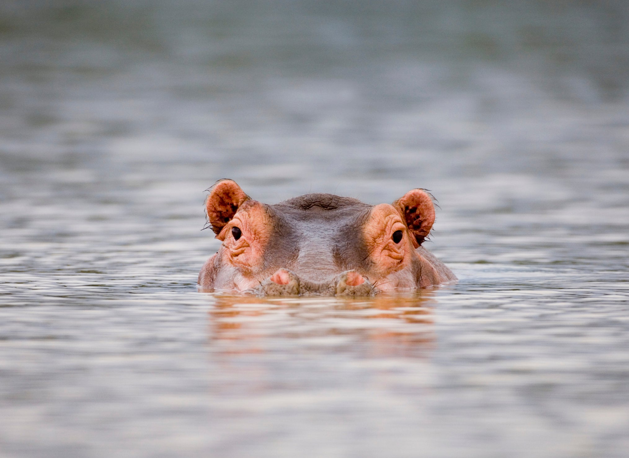 Hippopotamus (Hippopotamus amphibius) emerging, close-up