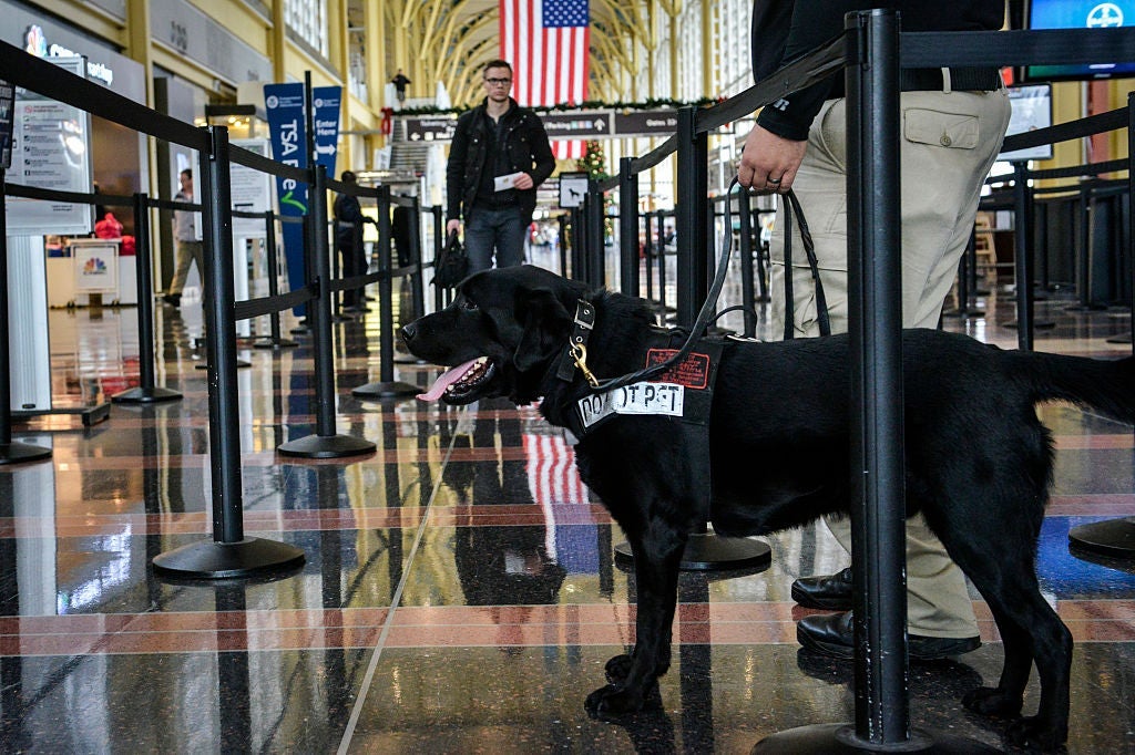 Transportation Security Administration (TSA) and Bomb-Sniffing Dogs at Airports