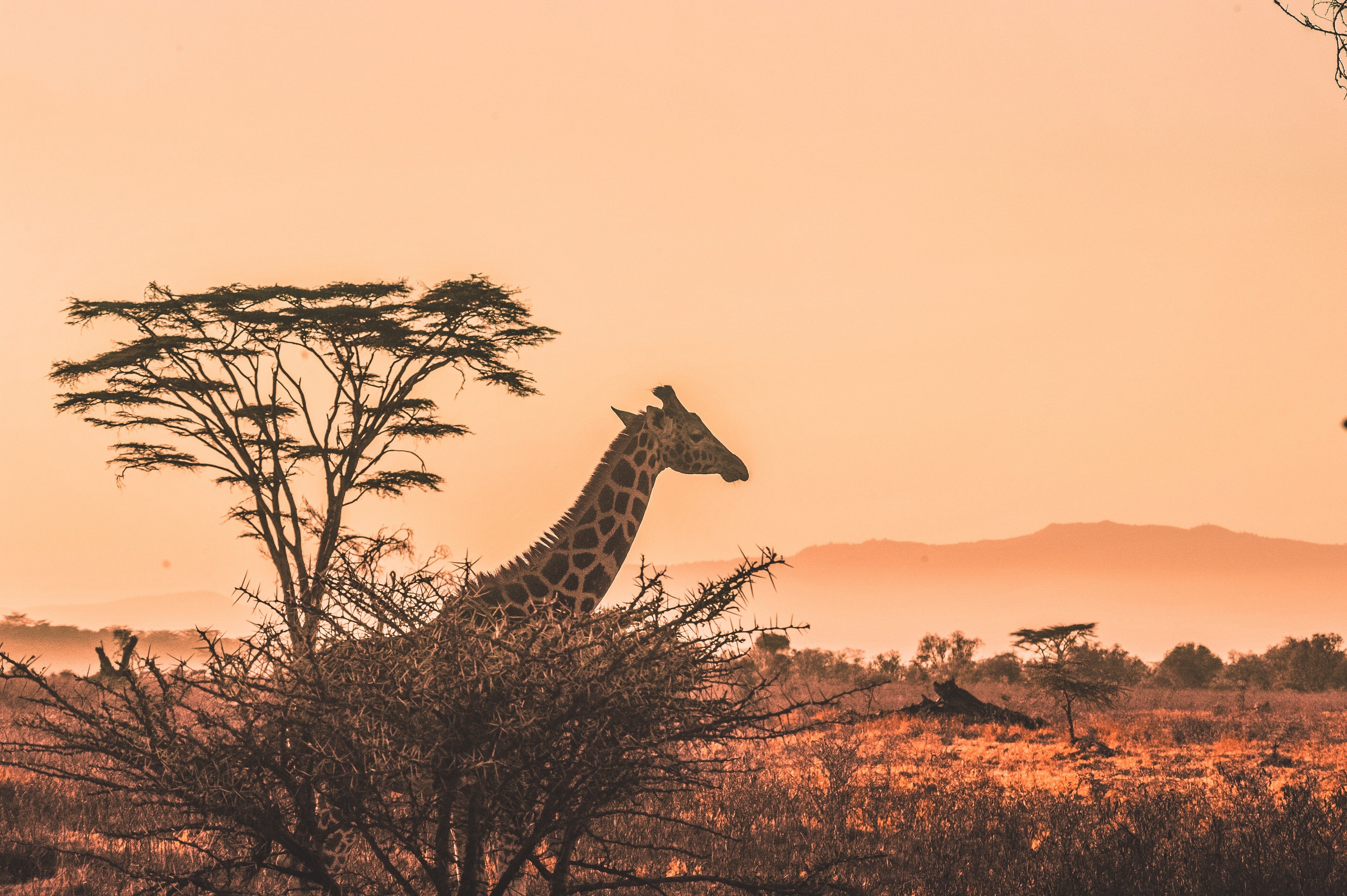 africa-harshil-gudka-631426-unsplash